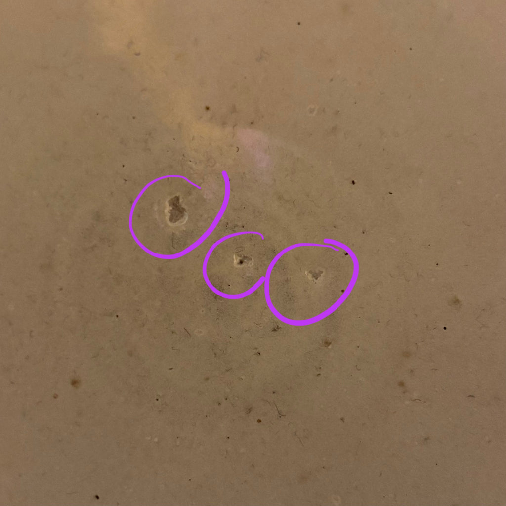 Salt fired Crow bowl