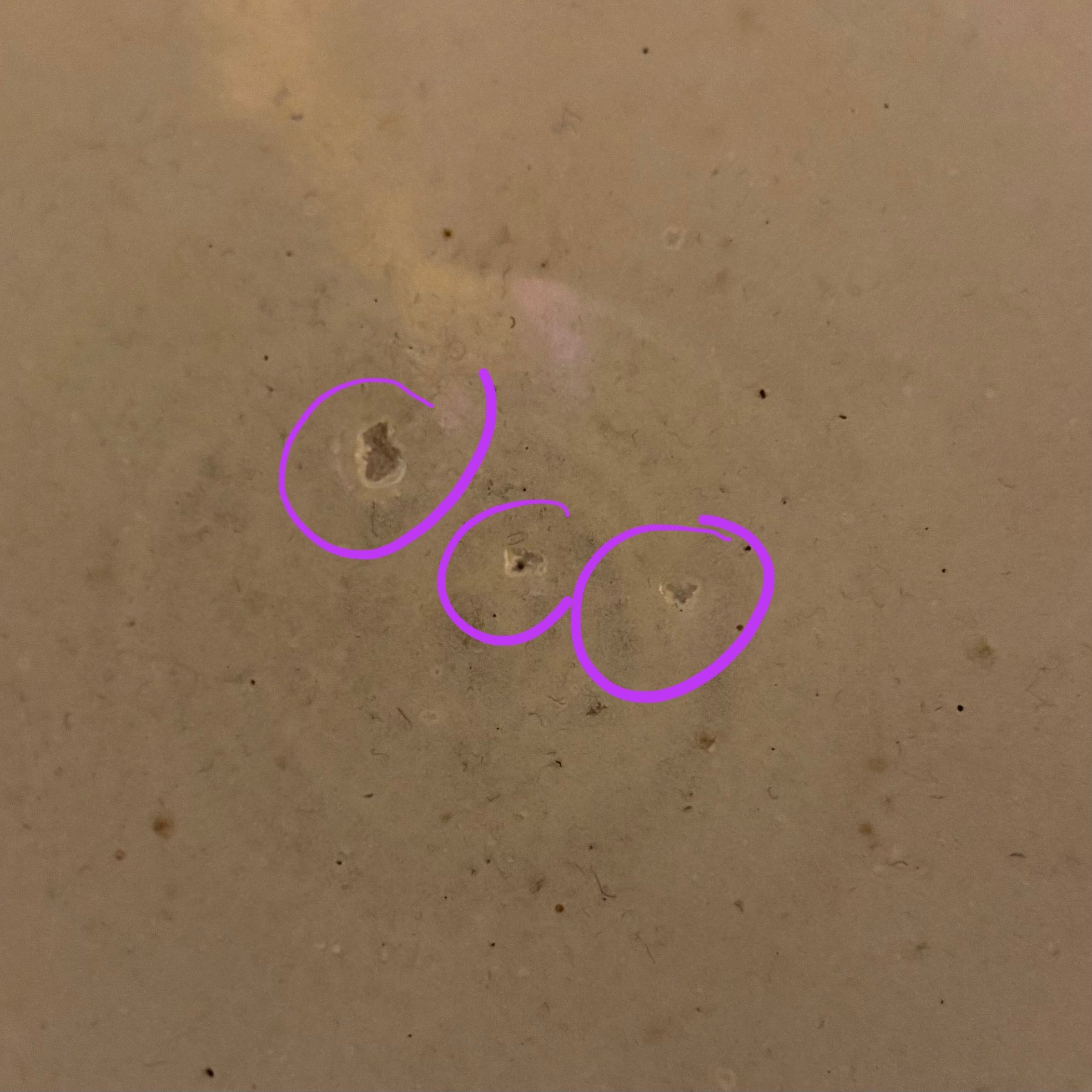 Salt fired Crow bowl